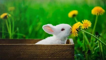 篮网球迷调查：看好伤后KD 卢指导成最受欢迎主帅
